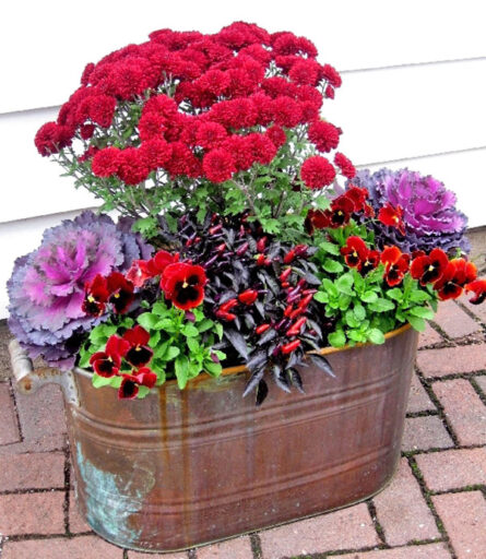 Fall annuals display of red mums, black and red ornamental peppers, purple kale and red pansies in vintage copper tub