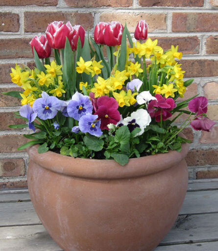 Spring bulbs display of fringed magenta tulips, miniature yellow daffodils and blue and pink pansies